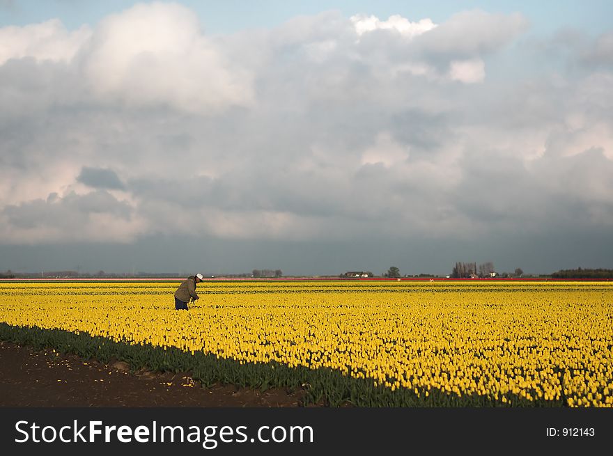 Dutch farmer in his tulip fields. Dutch farmer in his tulip fields