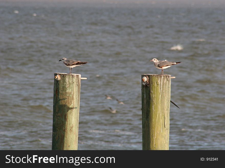 Two seagulls on two pilings. Two seagulls on two pilings