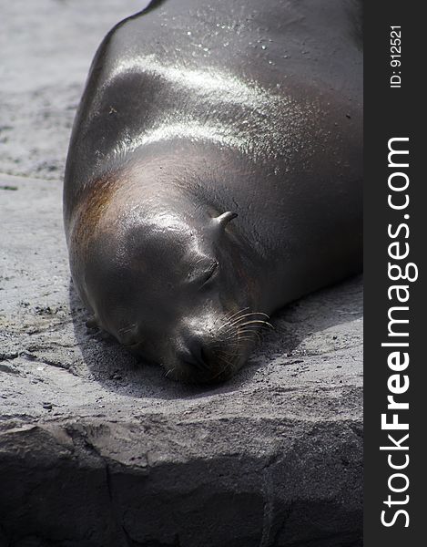 Sleeping Seal