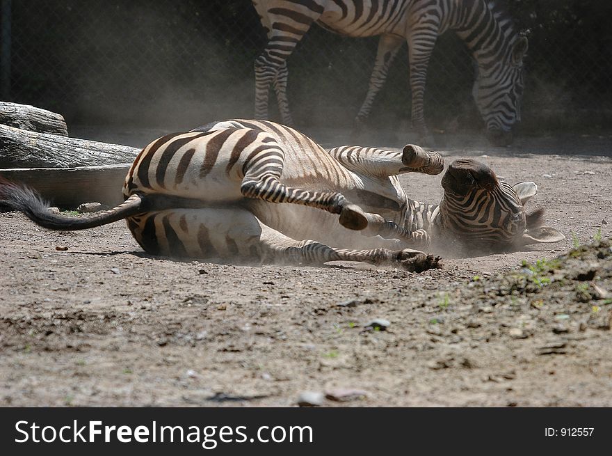 Rolling zebra on dust
