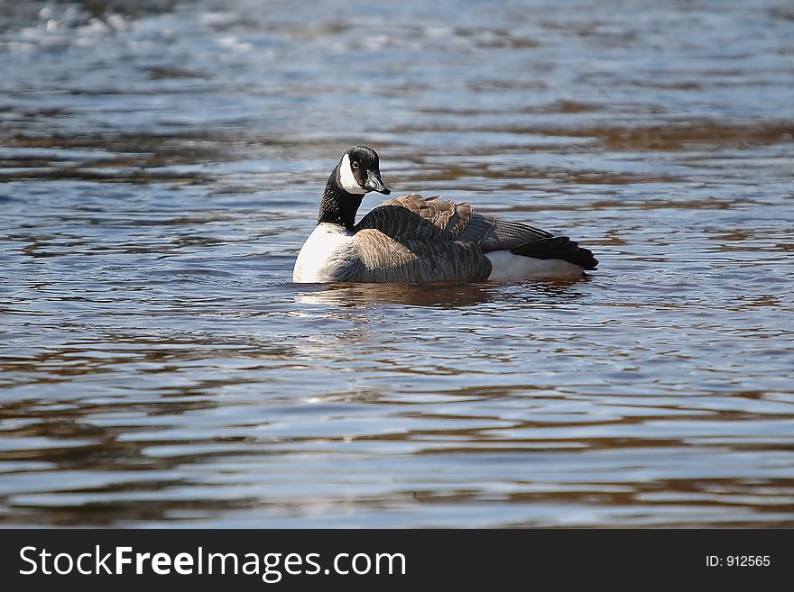 Goose on water close-up. Goose on water close-up