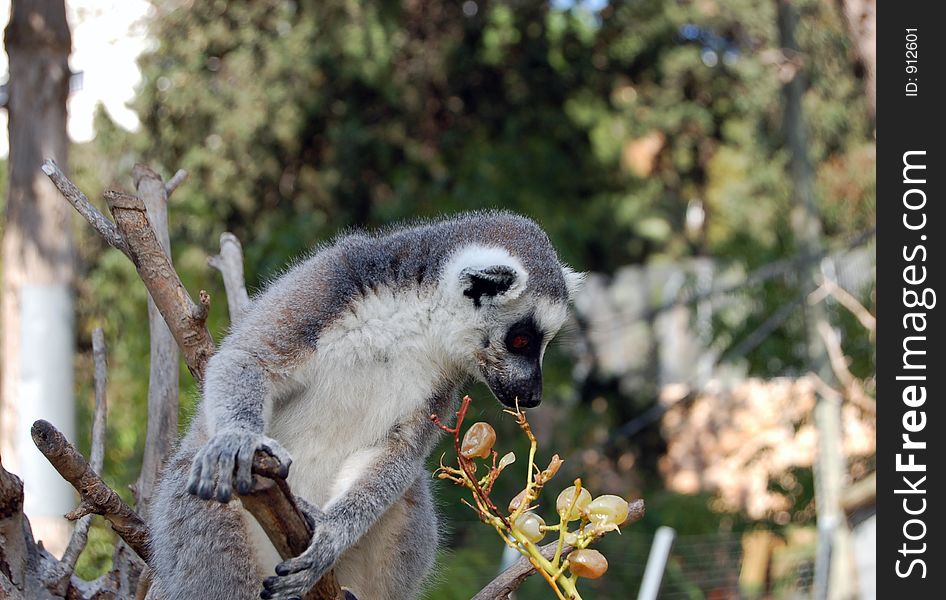 A brown Lemur eating grapes.