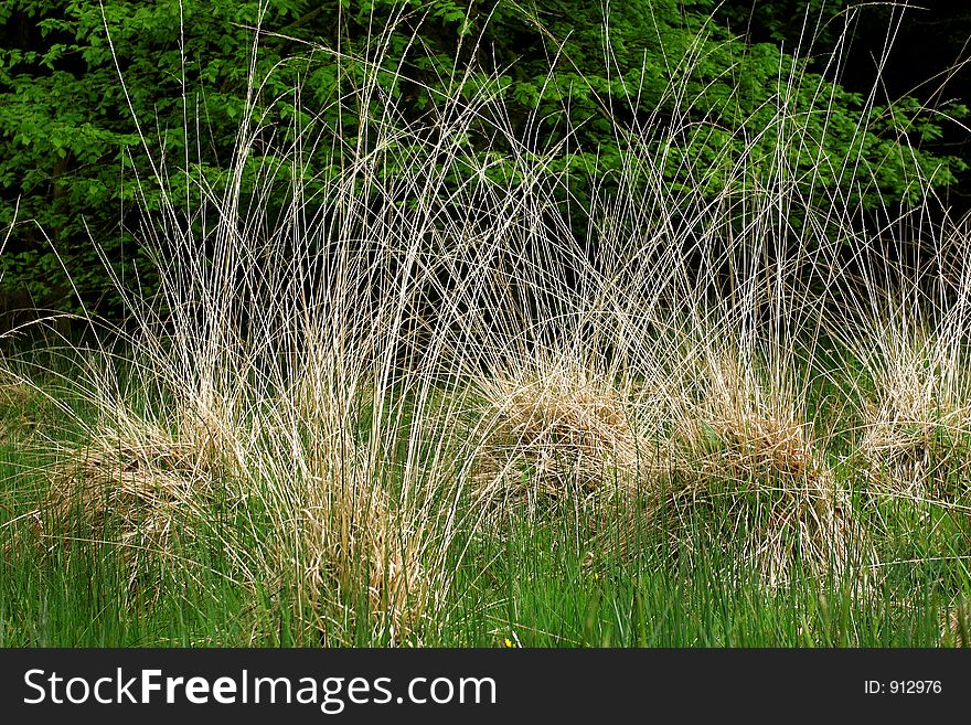 Clumps of dried long grasses amongst shoots of new grass. Clumps of dried long grasses amongst shoots of new grass.