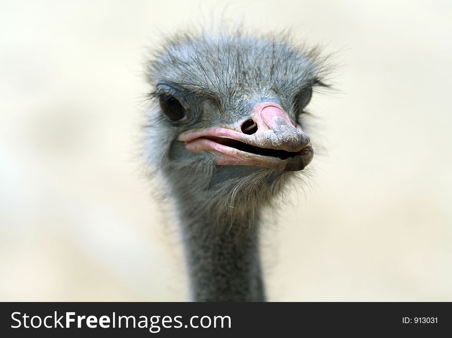 Ostrich or Emu - Ugly bird seeks mate. Ostrich or Emu - Ugly bird seeks mate