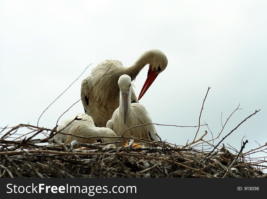 Nesting Storks grooming each other