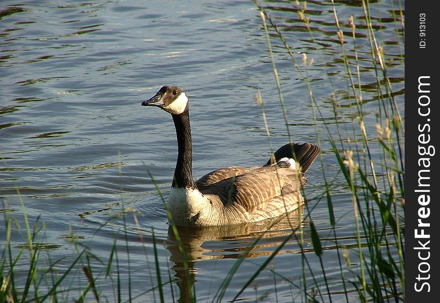 Goose swimming in pond. Goose swimming in pond