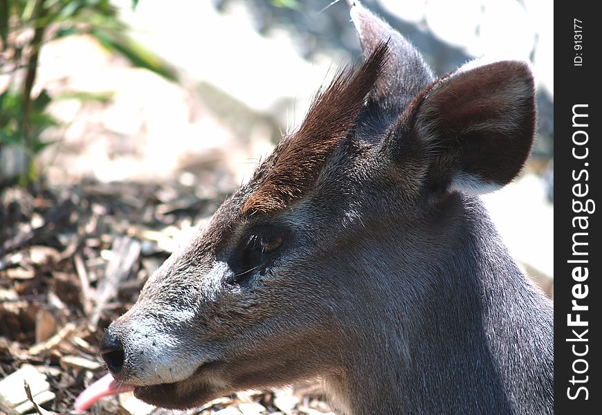 This picture is of a Japanese Deer resting in the shade. This picture is of a Japanese Deer resting in the shade.