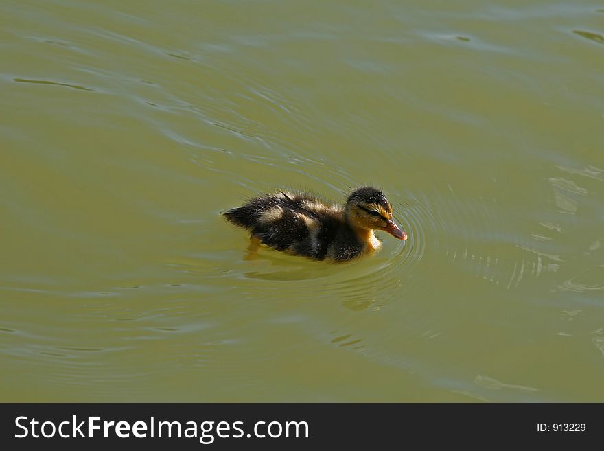 Mallard duckling swimming solo. Mallard duckling swimming solo