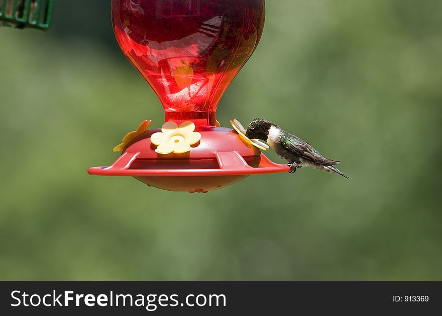 Ruby-Throated Hummingbird Drinking from the Feeder