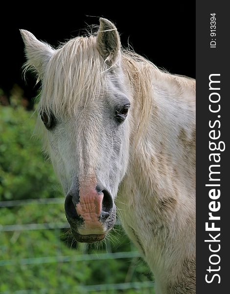 Portrait of a Welsh section B white pony. Portrait of a Welsh section B white pony.