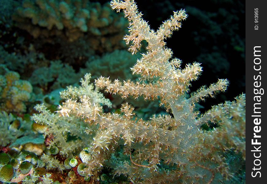 Detail of a softcoral. Detail of a softcoral