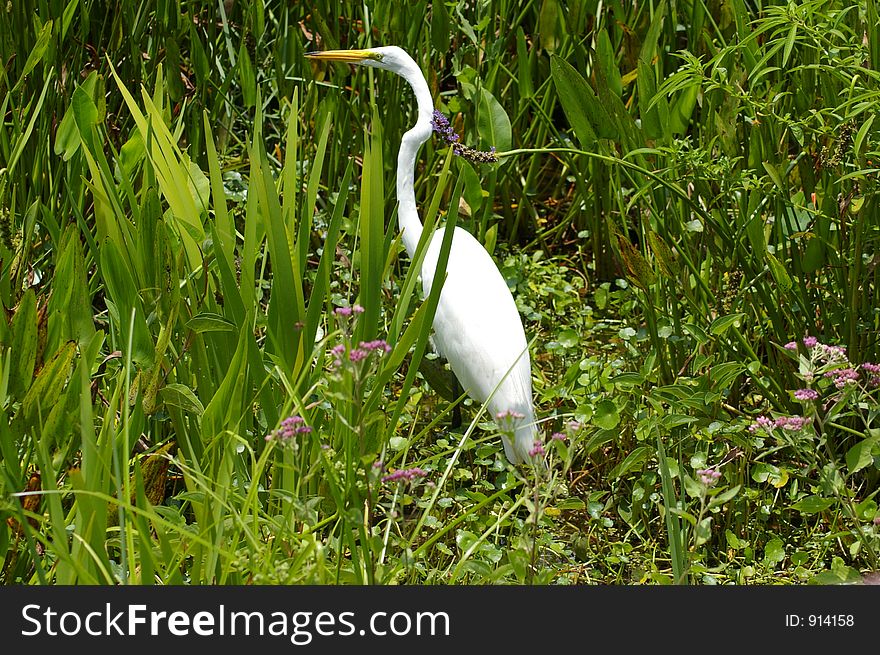 Photographed at the Largo Central Park, Largo FL. Photographed at the Largo Central Park, Largo FL