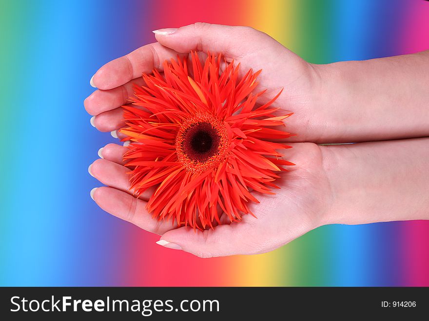 Hands holding an orange gerbera. Hands holding an orange gerbera