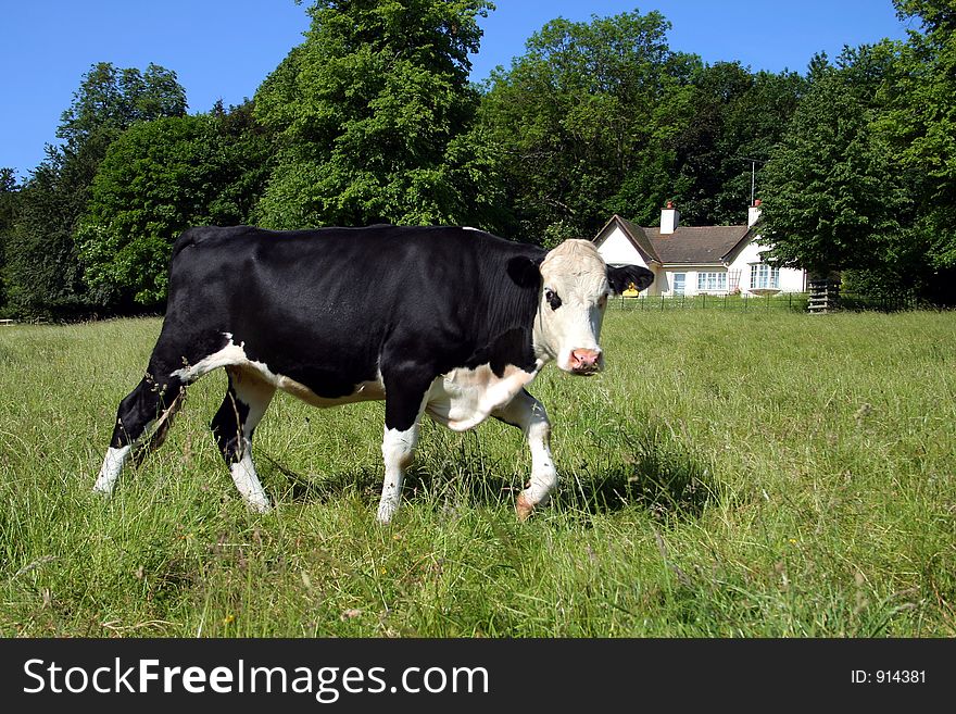 Freisian Cow in green meadow in a summers day, farm building in distance. Freisian Cow in green meadow in a summers day, farm building in distance