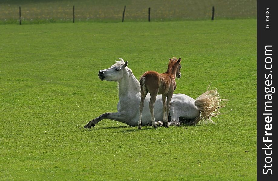 Mother And Foal