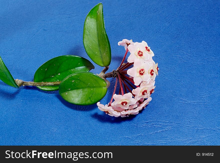 Hoya Carnosa