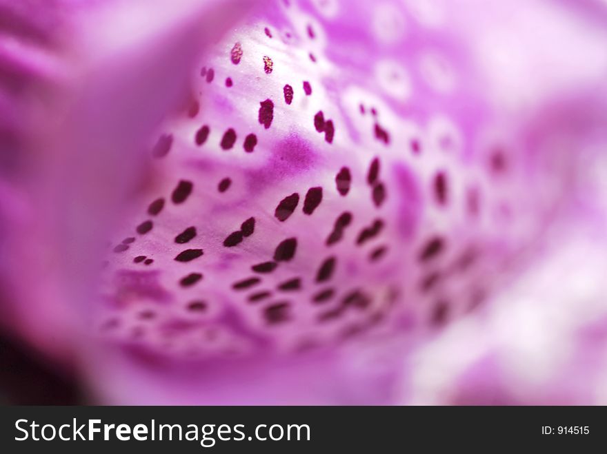 Abstract Macro image of foxglove petal. Abstract Macro image of foxglove petal