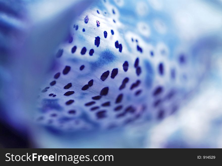 Abstract Foxglove