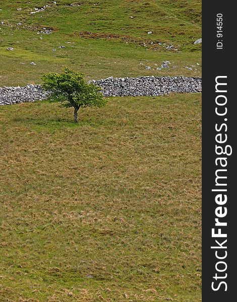 Hawthorn tree in a barren landscape with an old dry stone wall to the rear. Set in the Brecon Beacons National Park, Wales, United Kingdom.