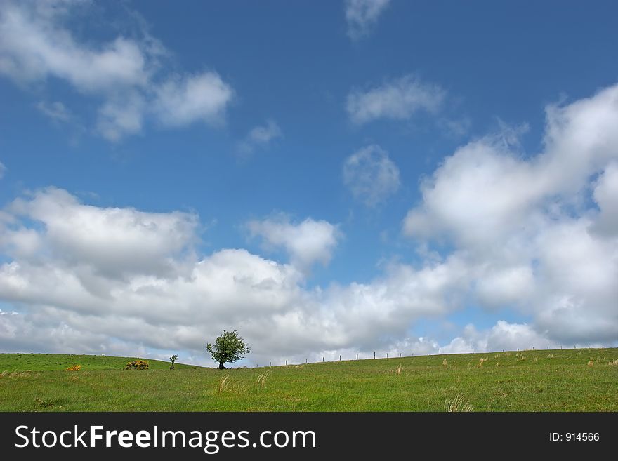 Solitary Hawthorn tree in a field set in rural countryside, against a blue sky with cumulus clouds.