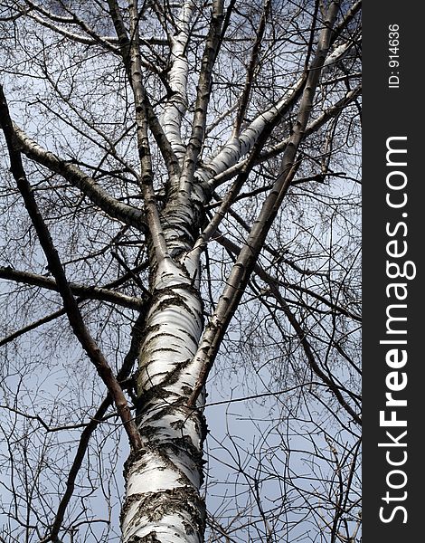 A leafless birch