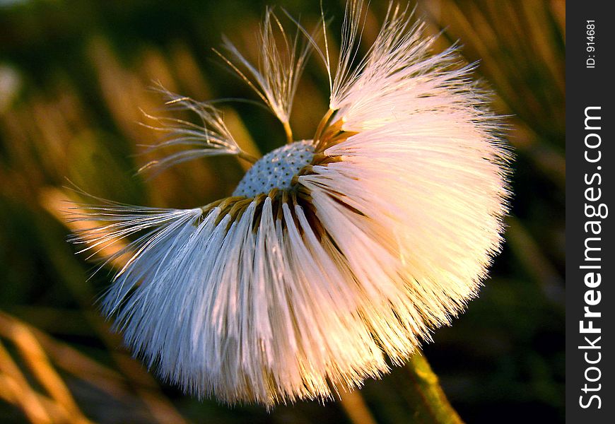 Fluffs of the dandelion. Fluffs of the dandelion