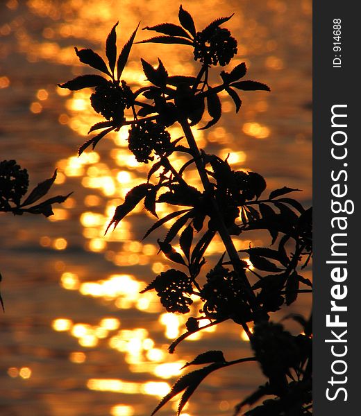 Plant on a background of the sunset. Plant on a background of the sunset