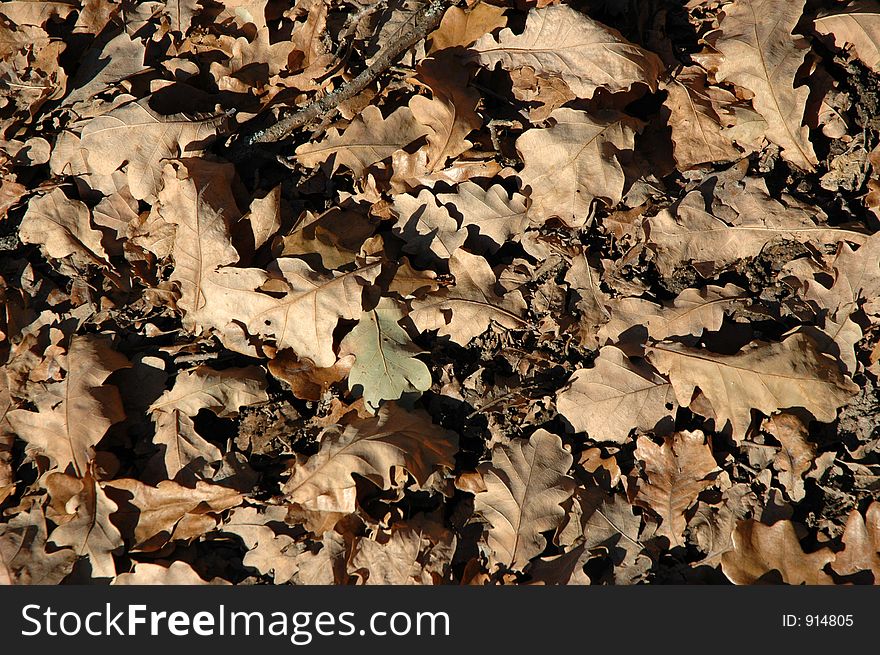 Oak leaves in the park