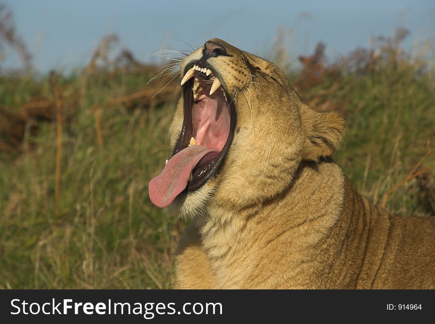 Lioness yawning showing teeth. Lioness yawning showing teeth