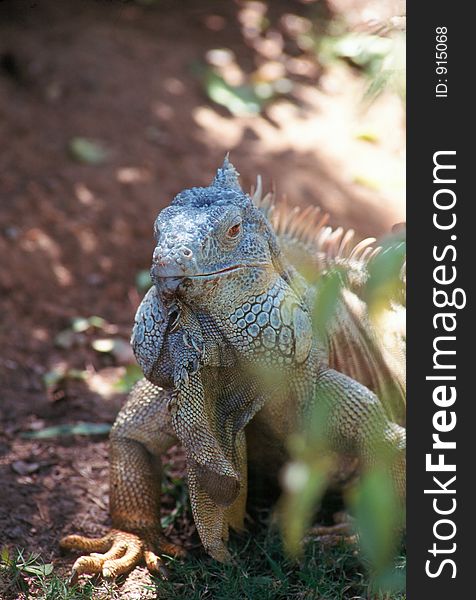 The green iguana is a reptile found throughout Central and South America.