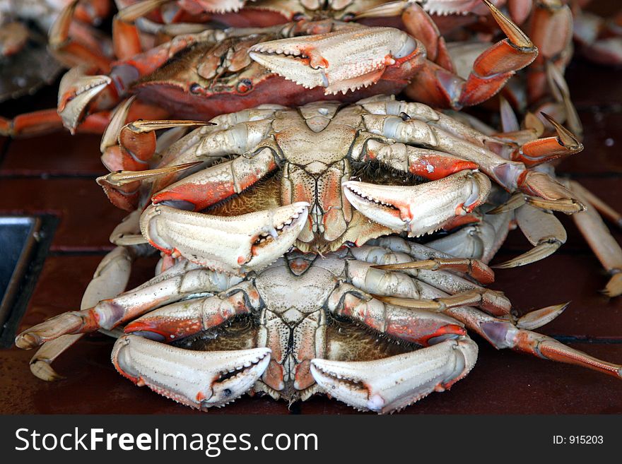 Fresh crabs closeup.