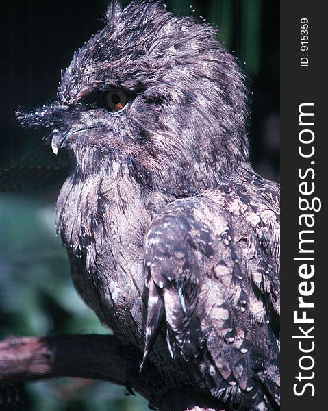 Screech Owl sitting on branch