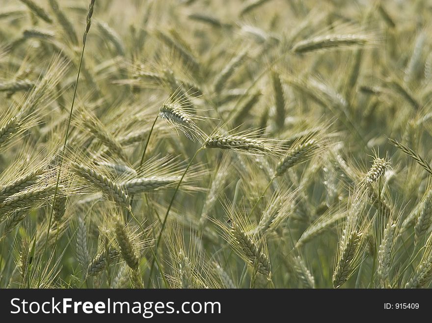 Landscape and agricultural photography. Landscape and agricultural photography