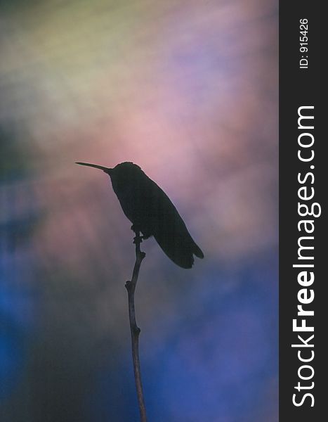 Silhouette of hummingbird