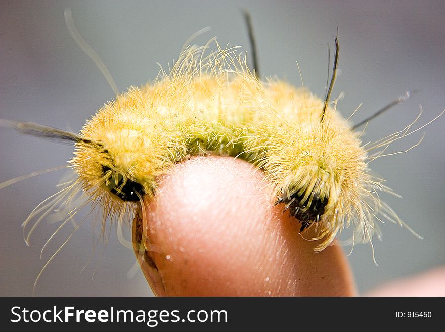 A fluffy yellow caterpillar on the end of a finger