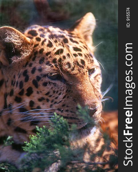 Close up of a leopard resting behind a small bush