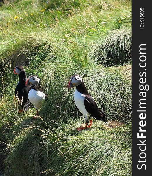 Three puffins - wonderful expressions on their faces. Three puffins - wonderful expressions on their faces