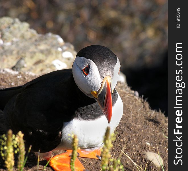 Puffin Closeup