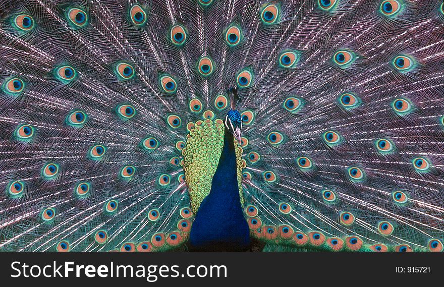 Peacock Fanning his Feathers