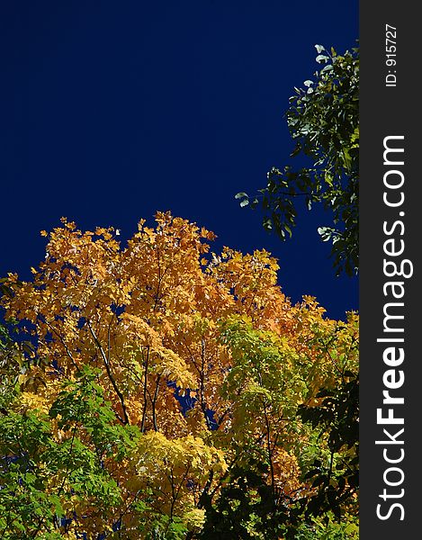 Green and orange leaves against a deep blue sky. Crawford Lake Conservation Area, Ontario. Green and orange leaves against a deep blue sky. Crawford Lake Conservation Area, Ontario.