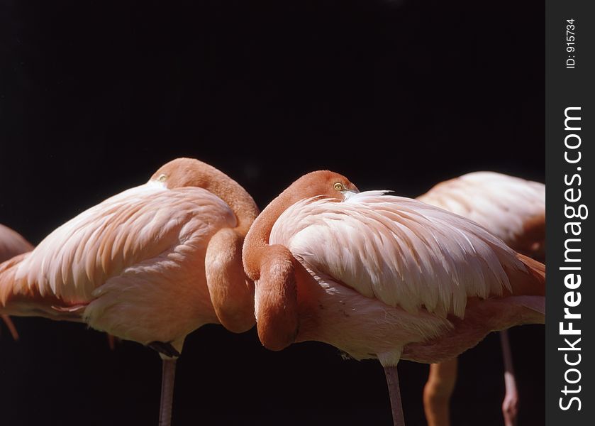 Flamingos resting on one leg