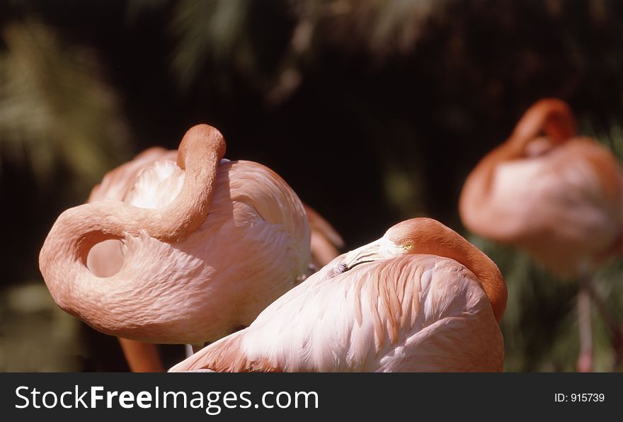 Flamingos resting