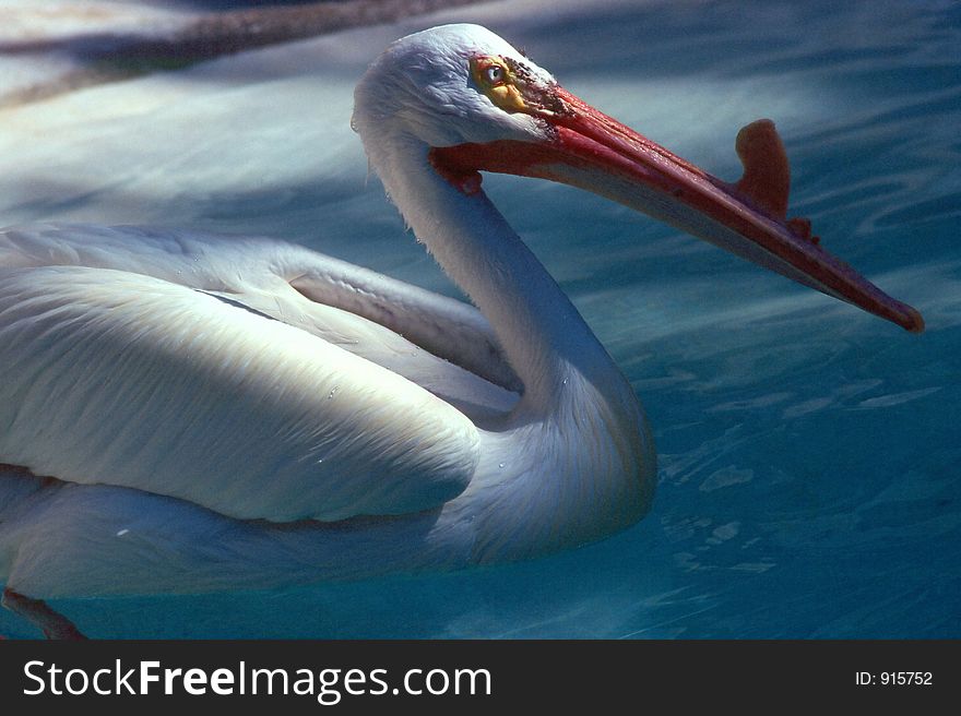 Pelican sitting  in shallow water
