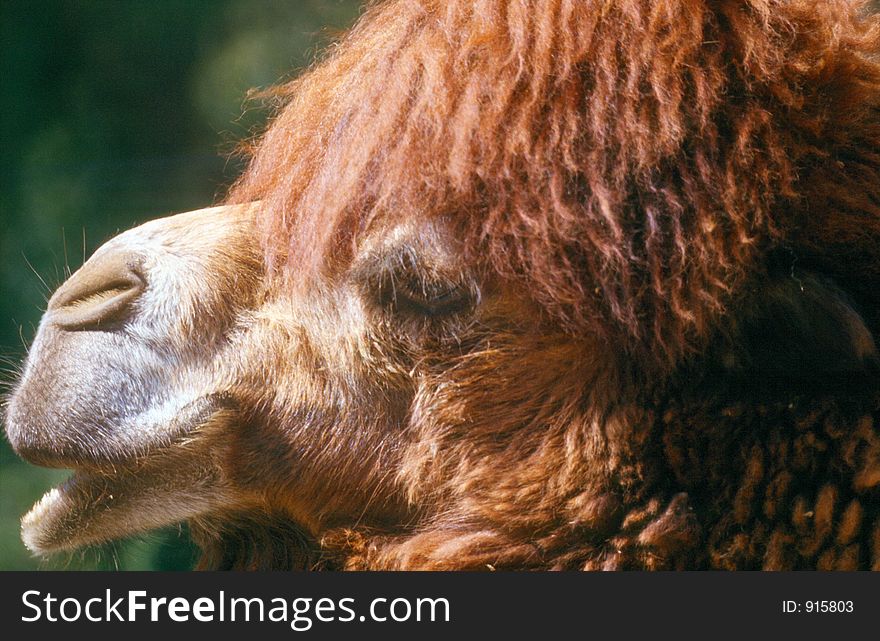 Close up of a camel head, profile