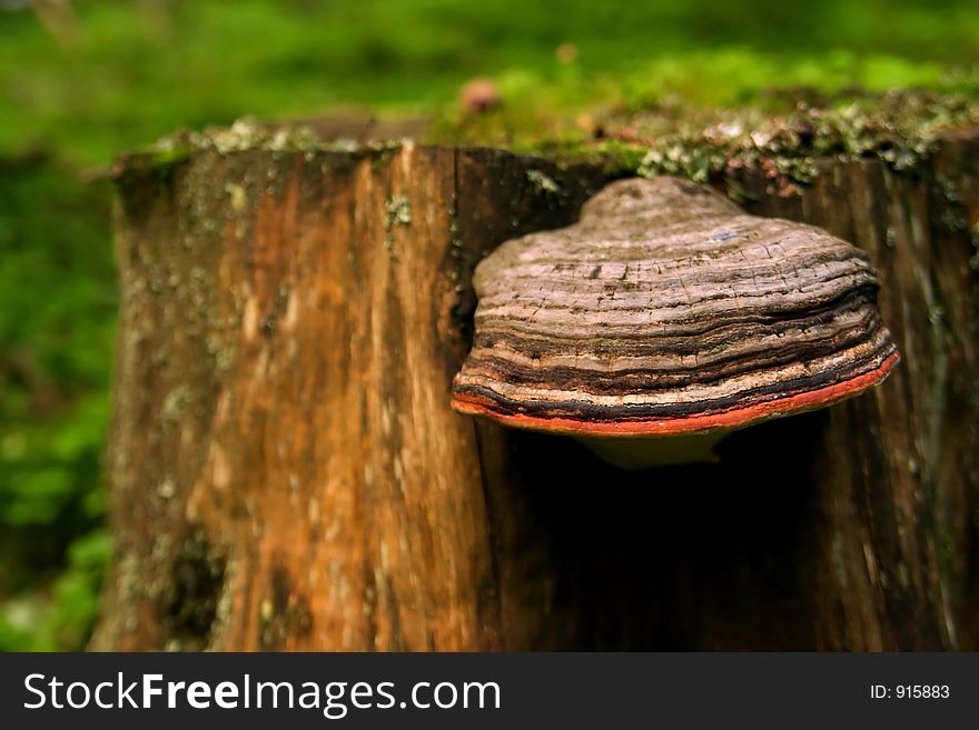 MUshroom on an tree log. MUshroom on an tree log