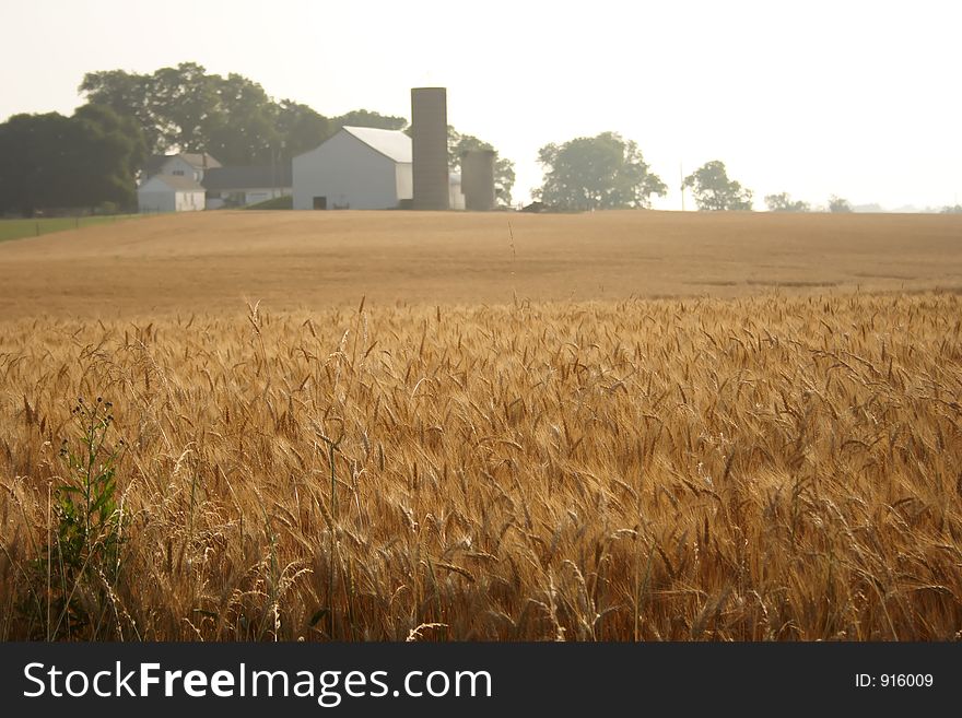 A farm behind a wheat field