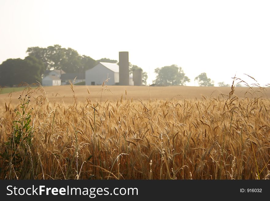 A farm behind a wheat field