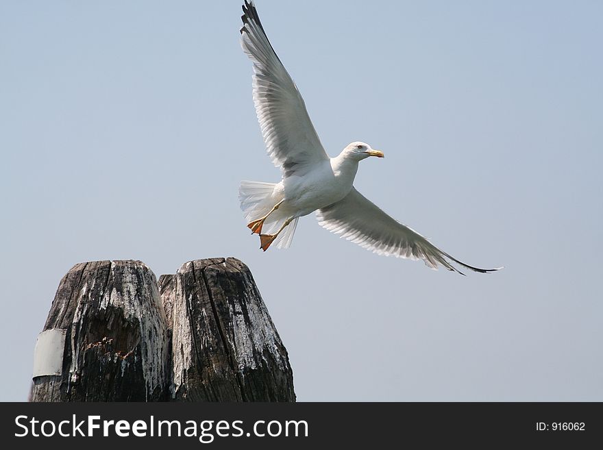 Seagull Of Lagoon Of Venice