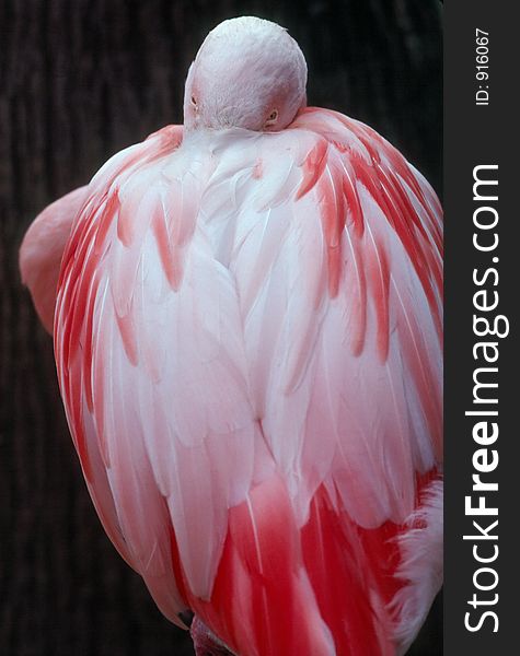 Flamingo resting with a head hiden in Feathers loooking on camera. Flamingo resting with a head hiden in Feathers loooking on camera