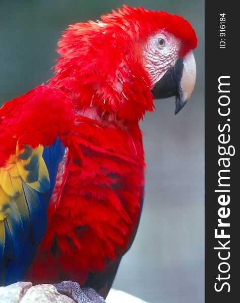 Scarlet Macaw, close up